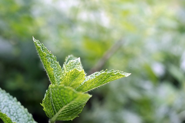 Tea Bags: The Main Benefits of Reusing Them